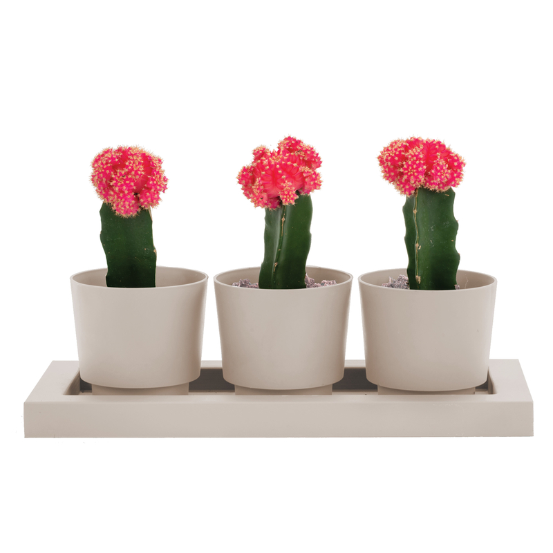 Bloem Trio Flight 4 in. H Resin Planter Pebble Stone